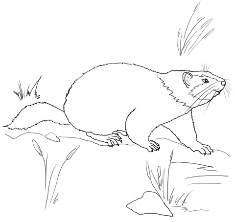 Cute Groundhog Coloring Page